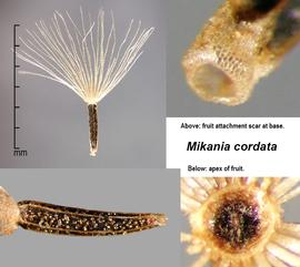   Fruit:   Mikania   cordata ; Photo by J. Scher, Federal Noxious Weed Disseminules of the US

